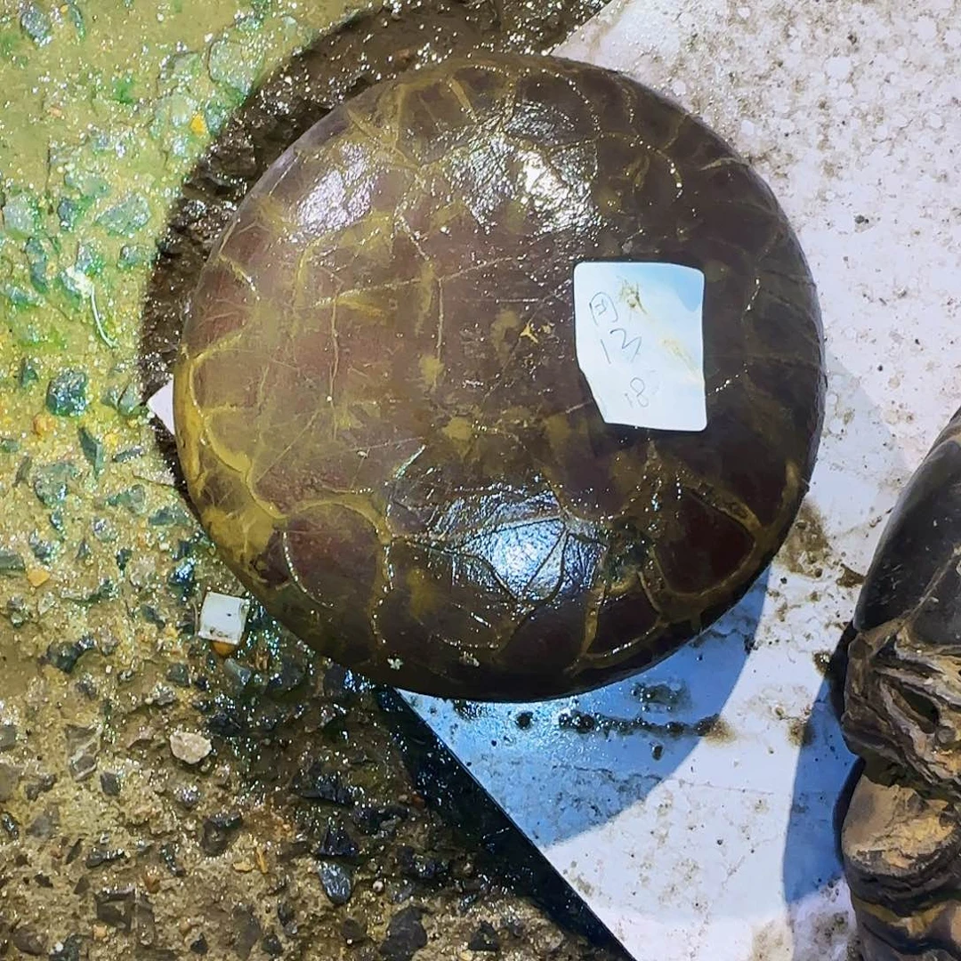 用***0石材龟纹石，玲珑石