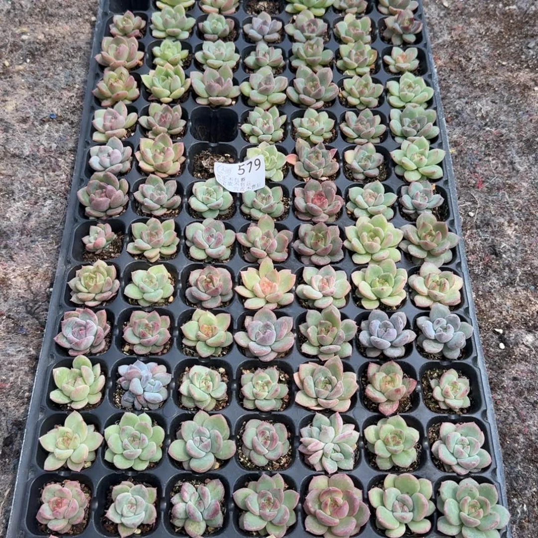 攒***光如图579麦芽穴盘1盘