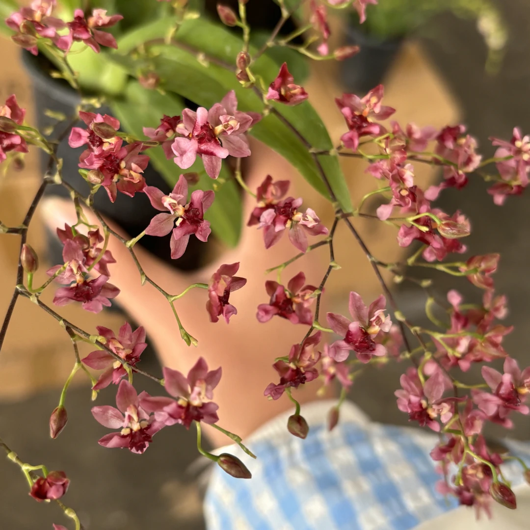 红梦香 （红色）4到6枝花剑，文心兰花卉盆栽香味