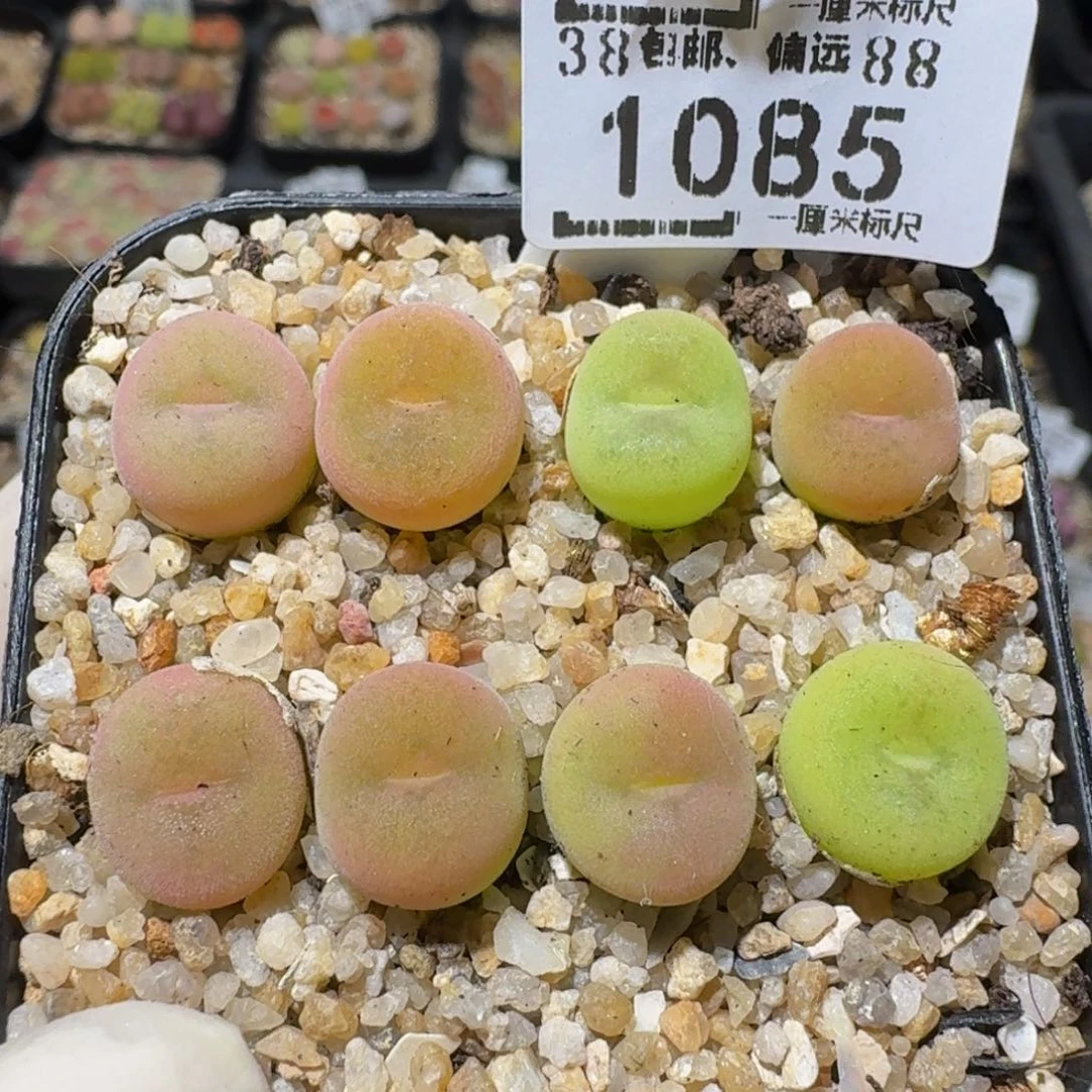 zzzz生石花肉锥1085