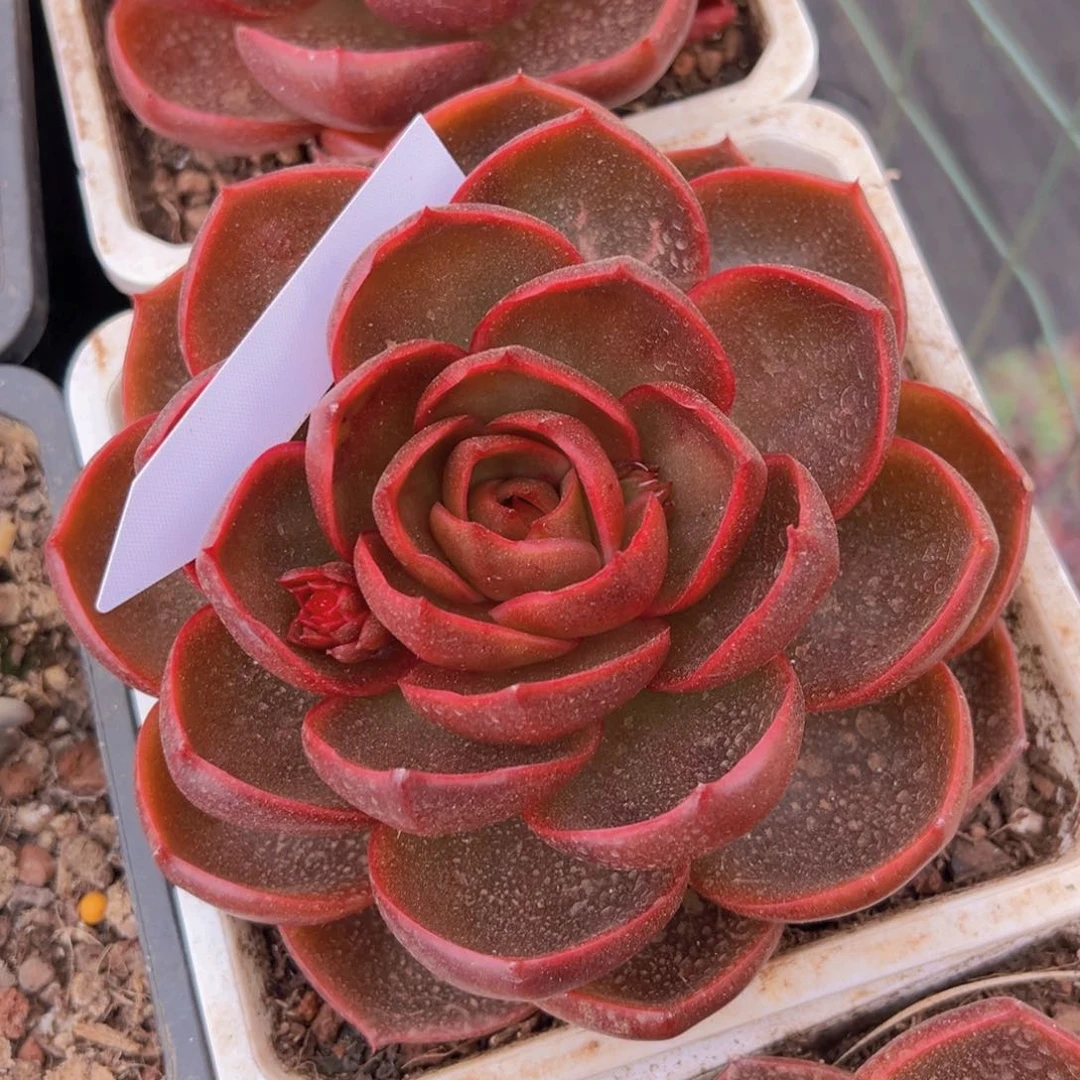 香玉的故事是一个人的故事