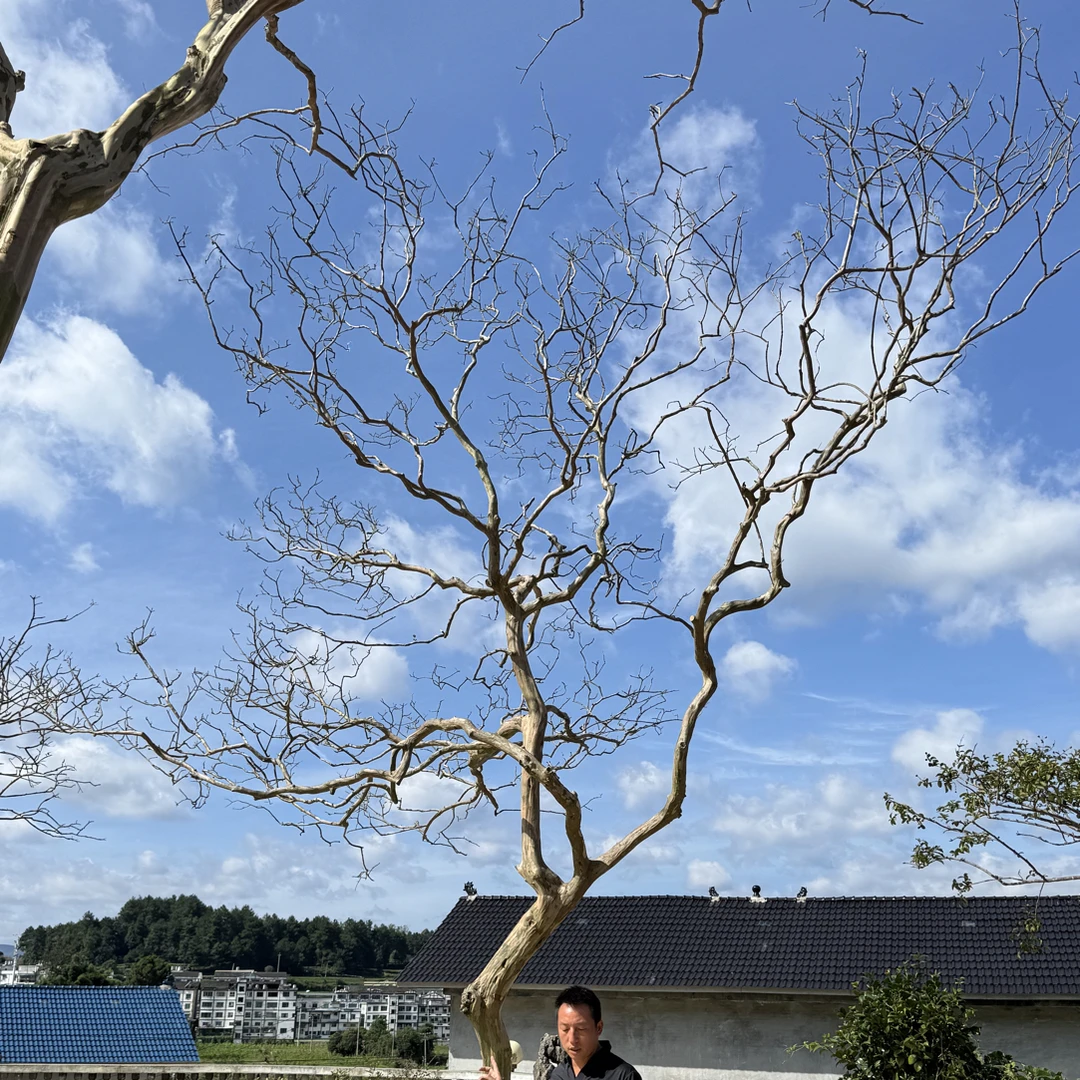 贵州原生紫薇红花蚂蝗乌桕树鸡爪槭樱花树