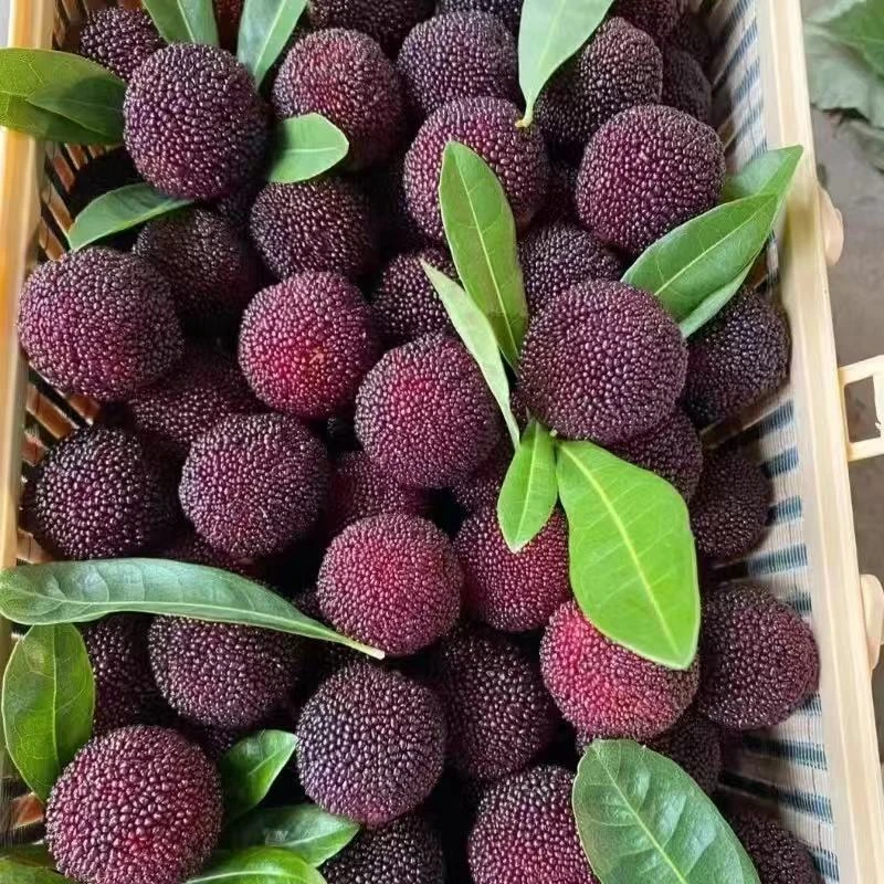 云南高山新鲜杨梅现摘现发孕妇水果非仙居东魁鲜果