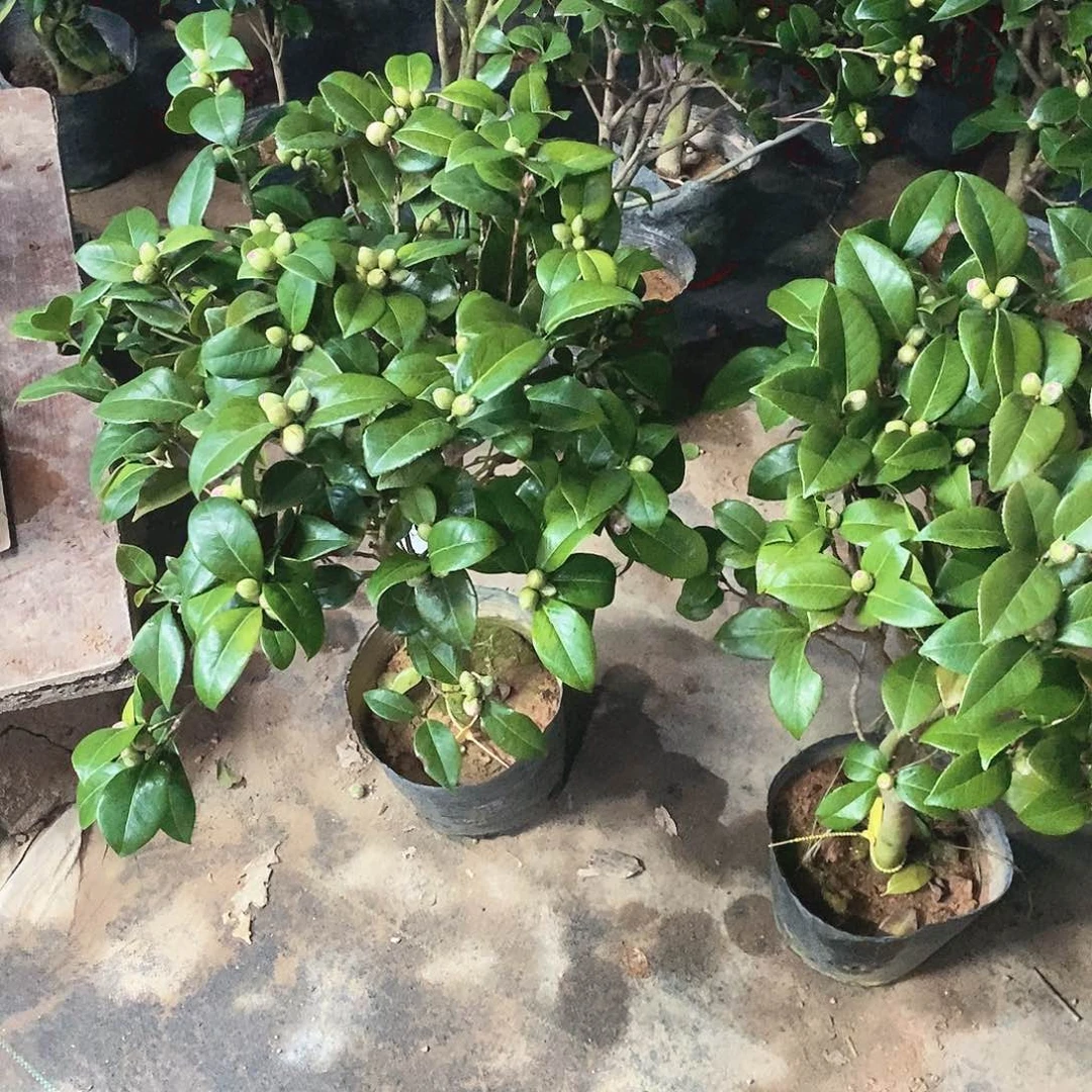 大部分花苞少量开放宇***Y