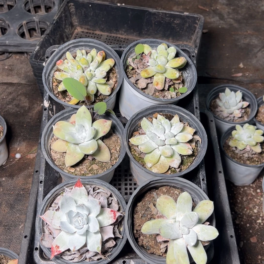 974哈哈哈哈哈哈哈