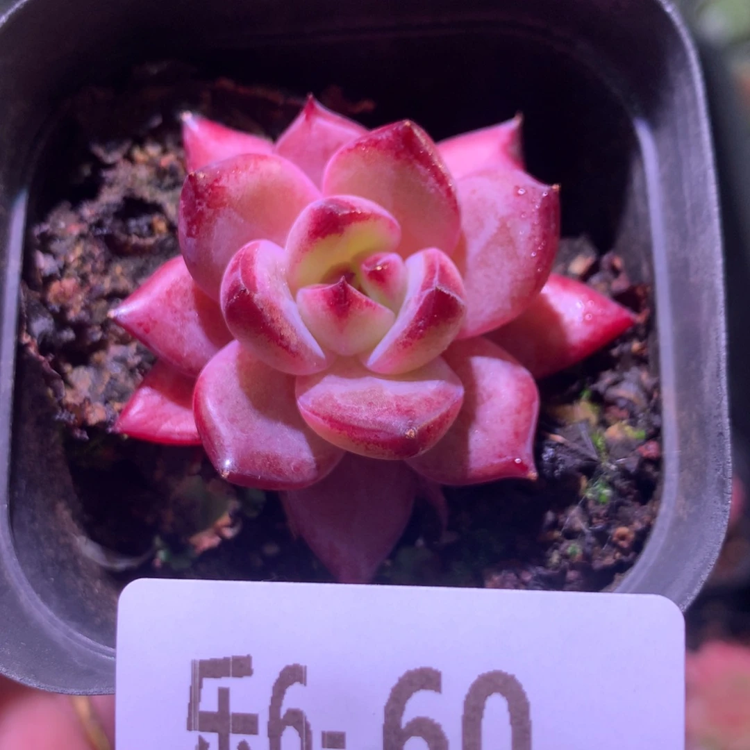 乐然 6-60 乌尼莫克