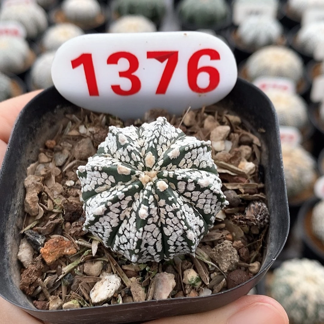 1376栾凤兜系列福利