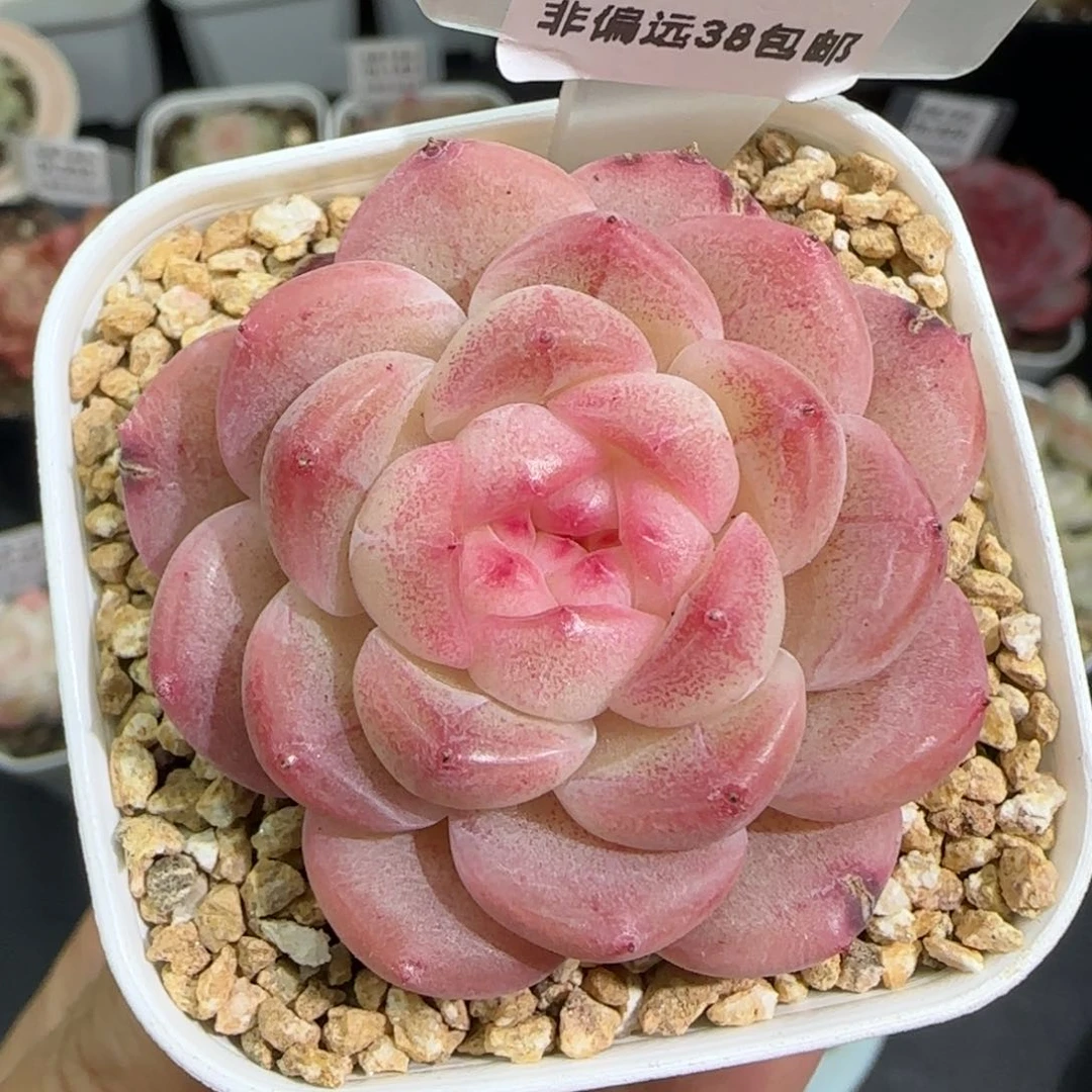 233东篱下多肉植物盆栽