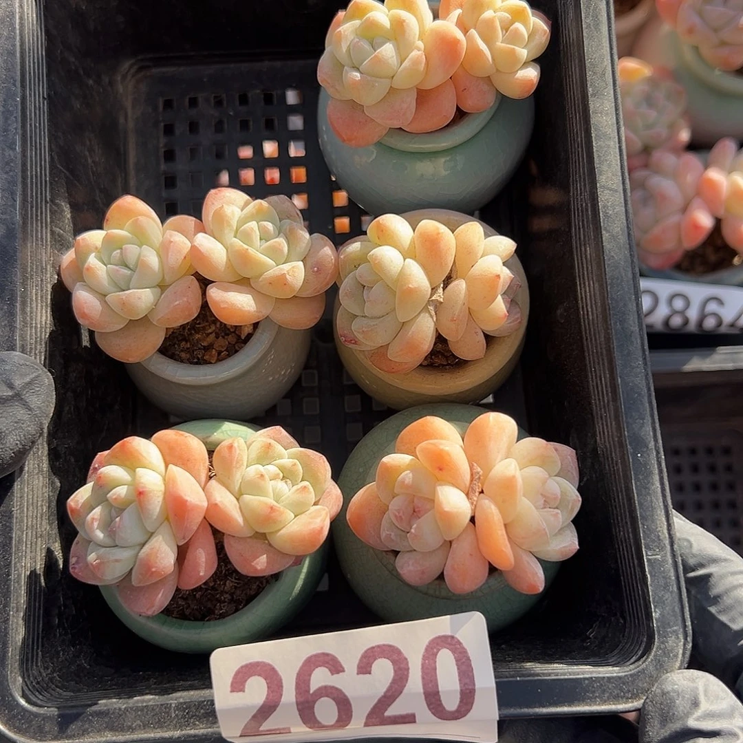 2620，五个双头冰玉带盆发