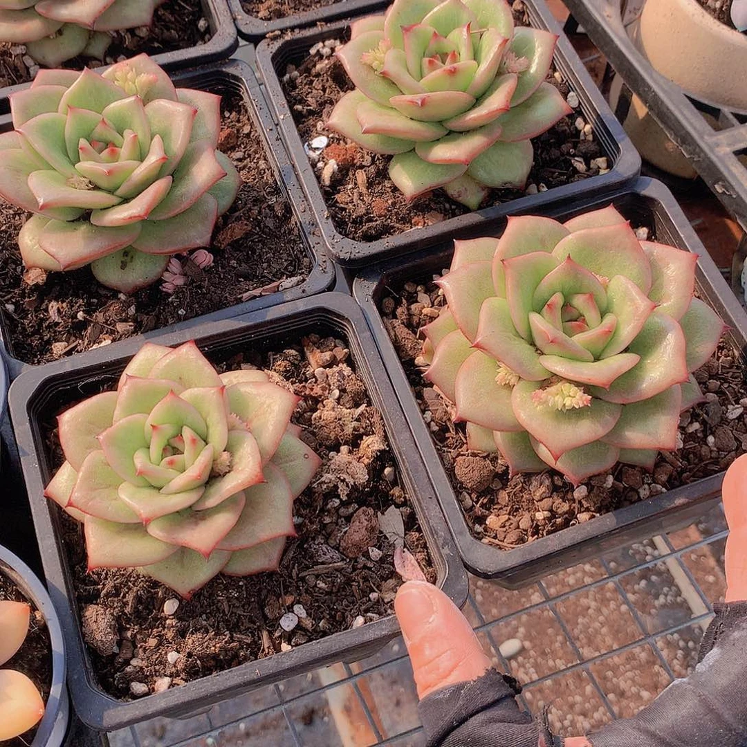 蔷薇锦234567889900000