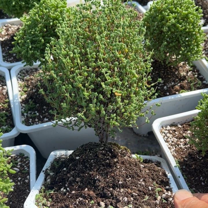 麗***迩老桩莱斯带盆带土发