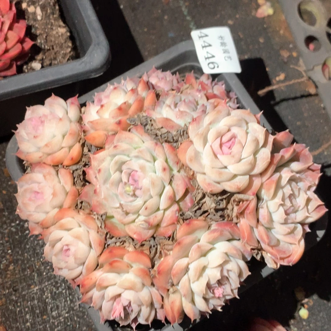 4446杂交多肉植物基地