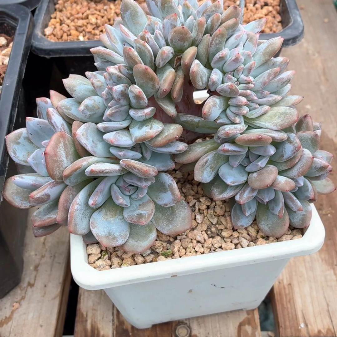 ****兰世兰寄养星影板子缀补差价