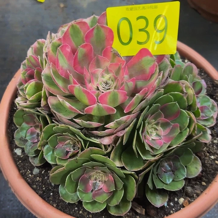 多肉植物福利039个