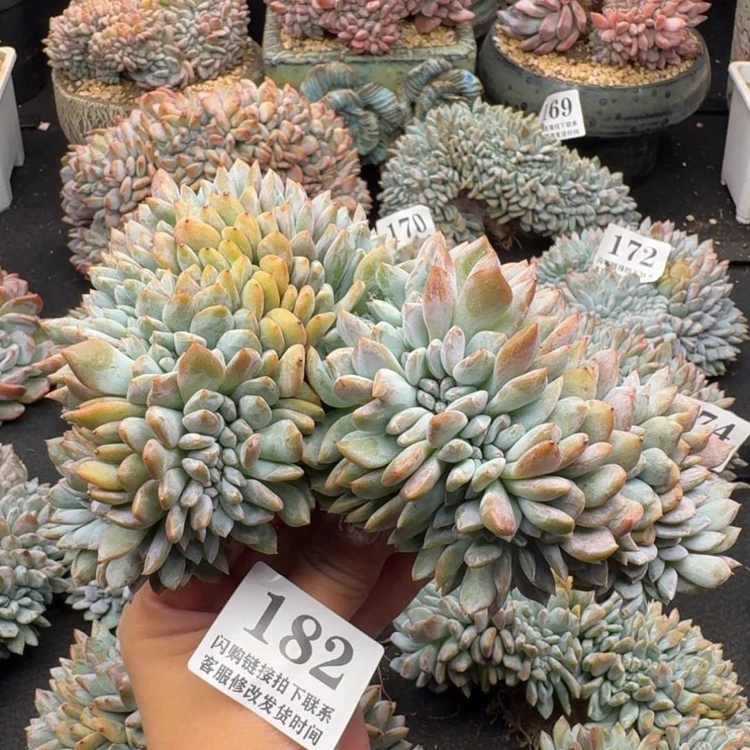 182星影缀有瑕（17厘米左右）