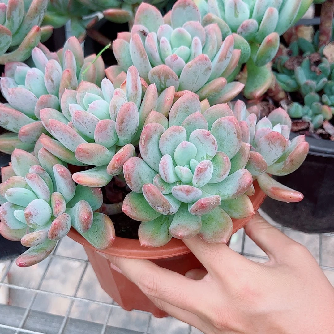 灰姑娘五大头起发老桩