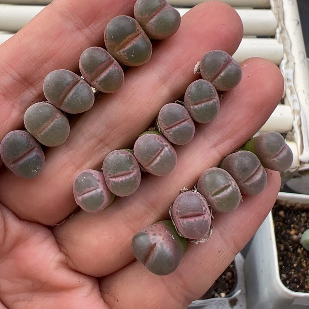 12.23好看的多肉脱土发货610