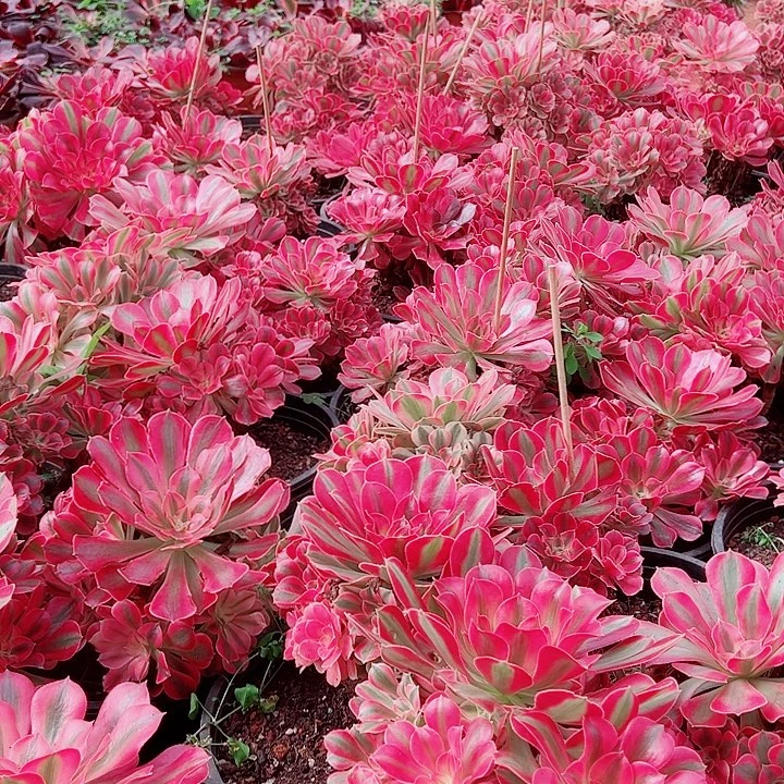 女巫多肉植物大战僵尸