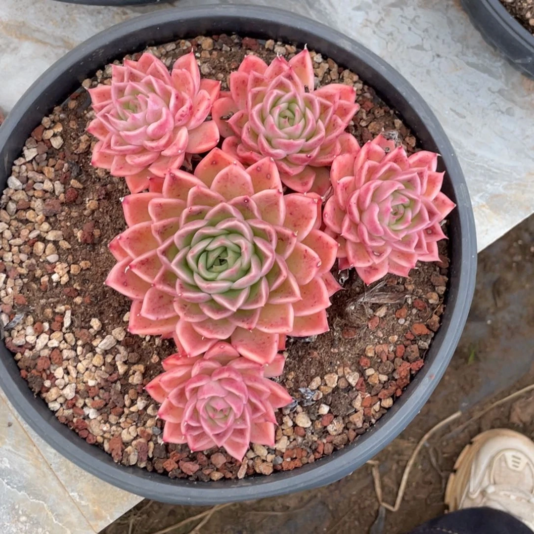 东云大五头群生16公分以上