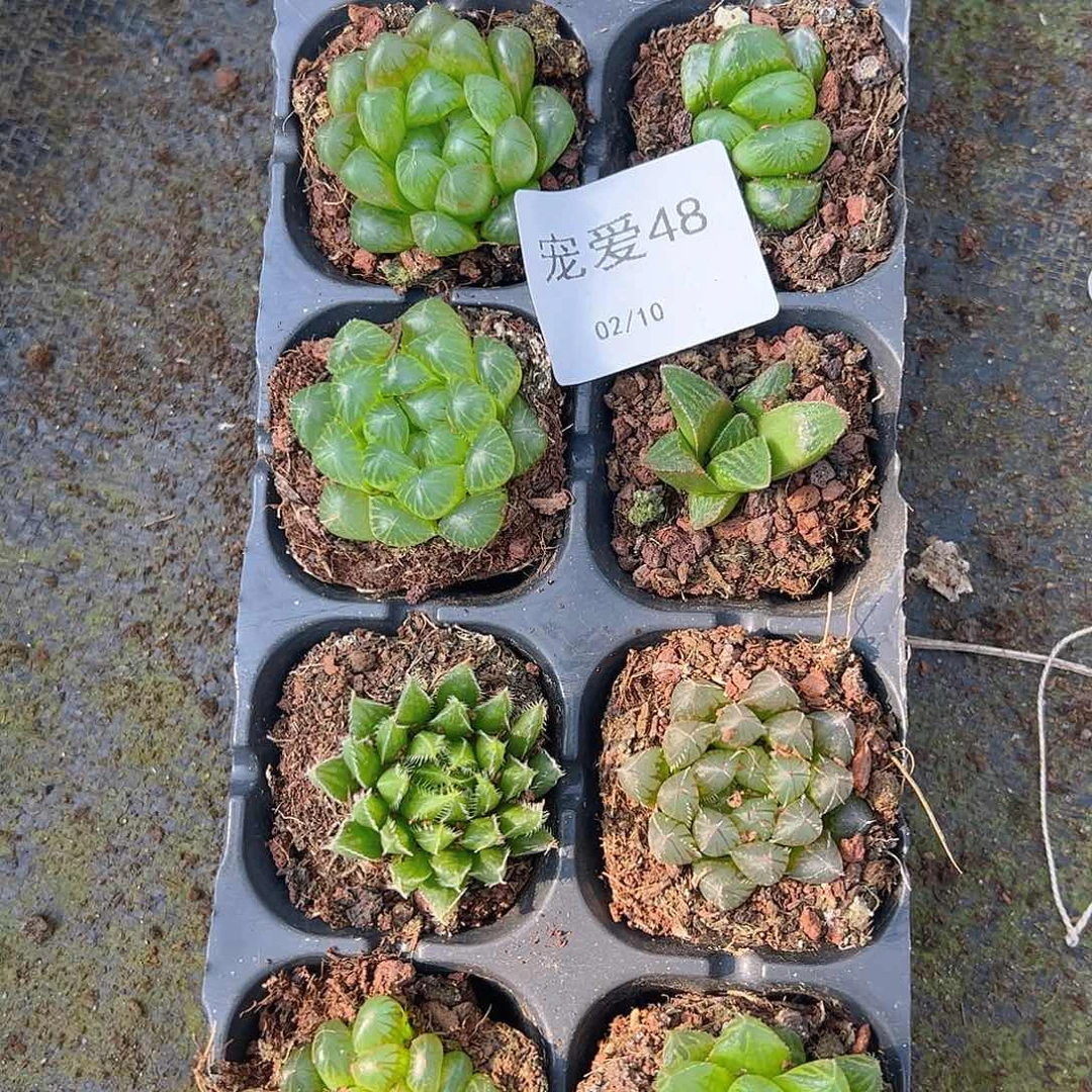 直播福利一物一拍48