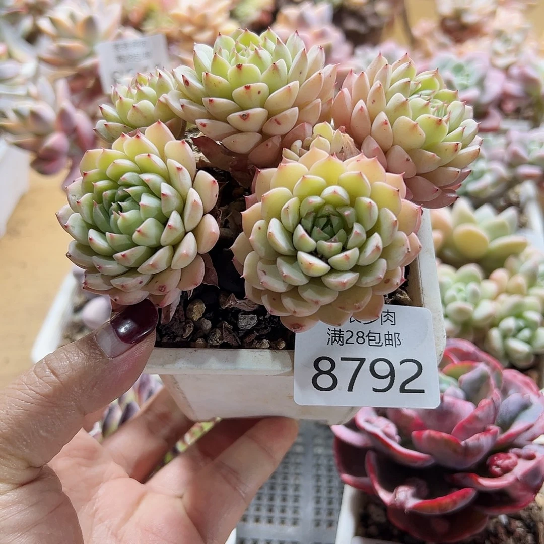 9号多肉一物一拍8792