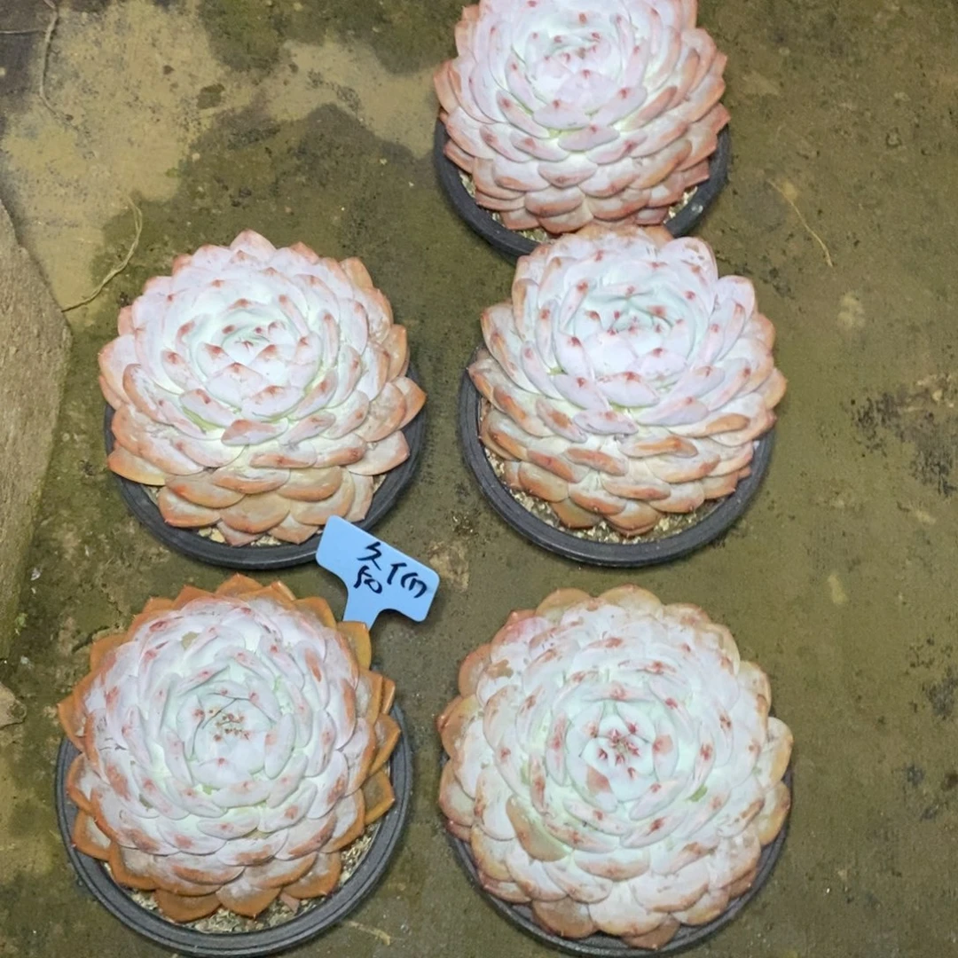 啊军喵多肉大橙子