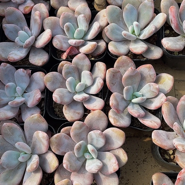 大单头粉兔带盆土发货
