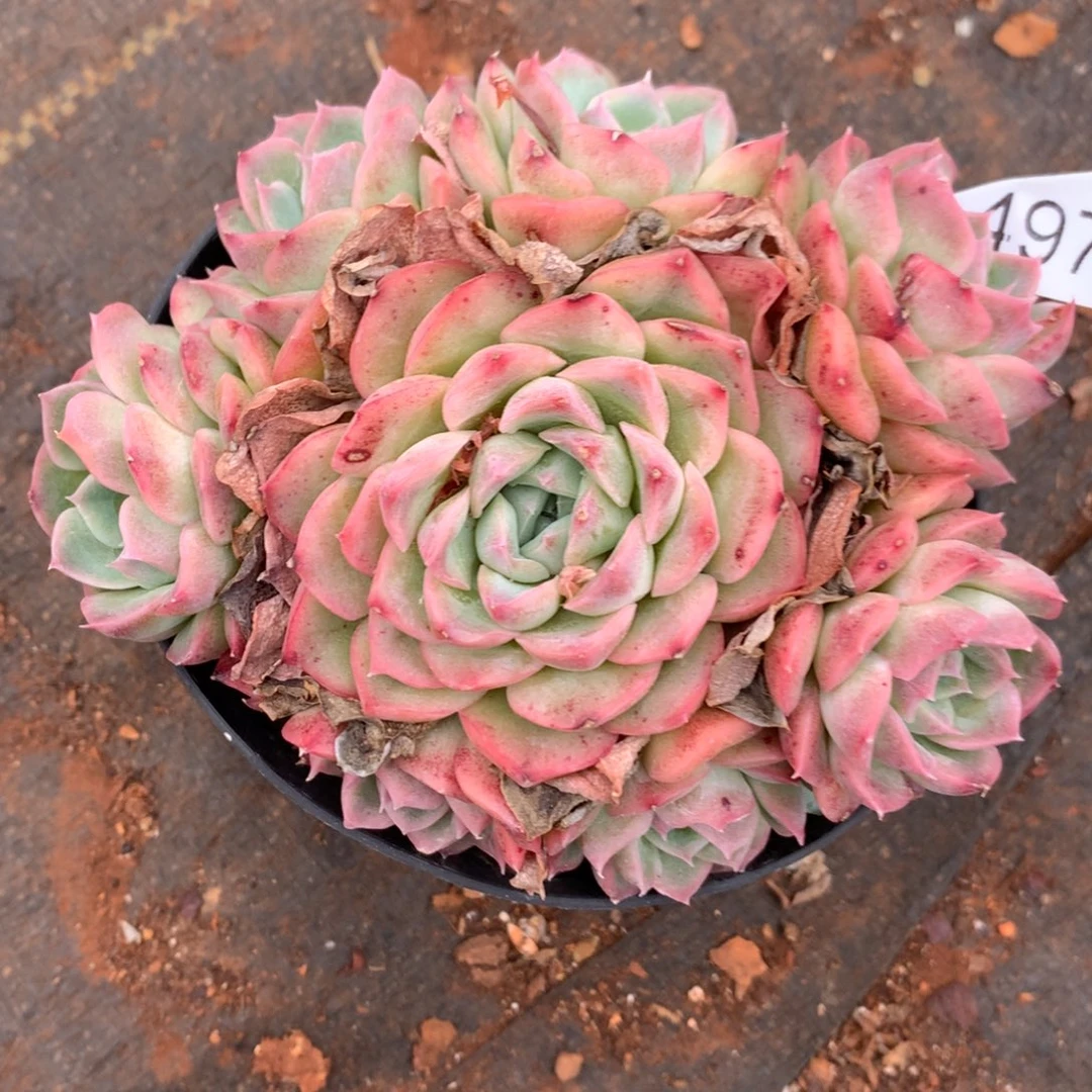 幸**满4975杂交精品基地12厘米