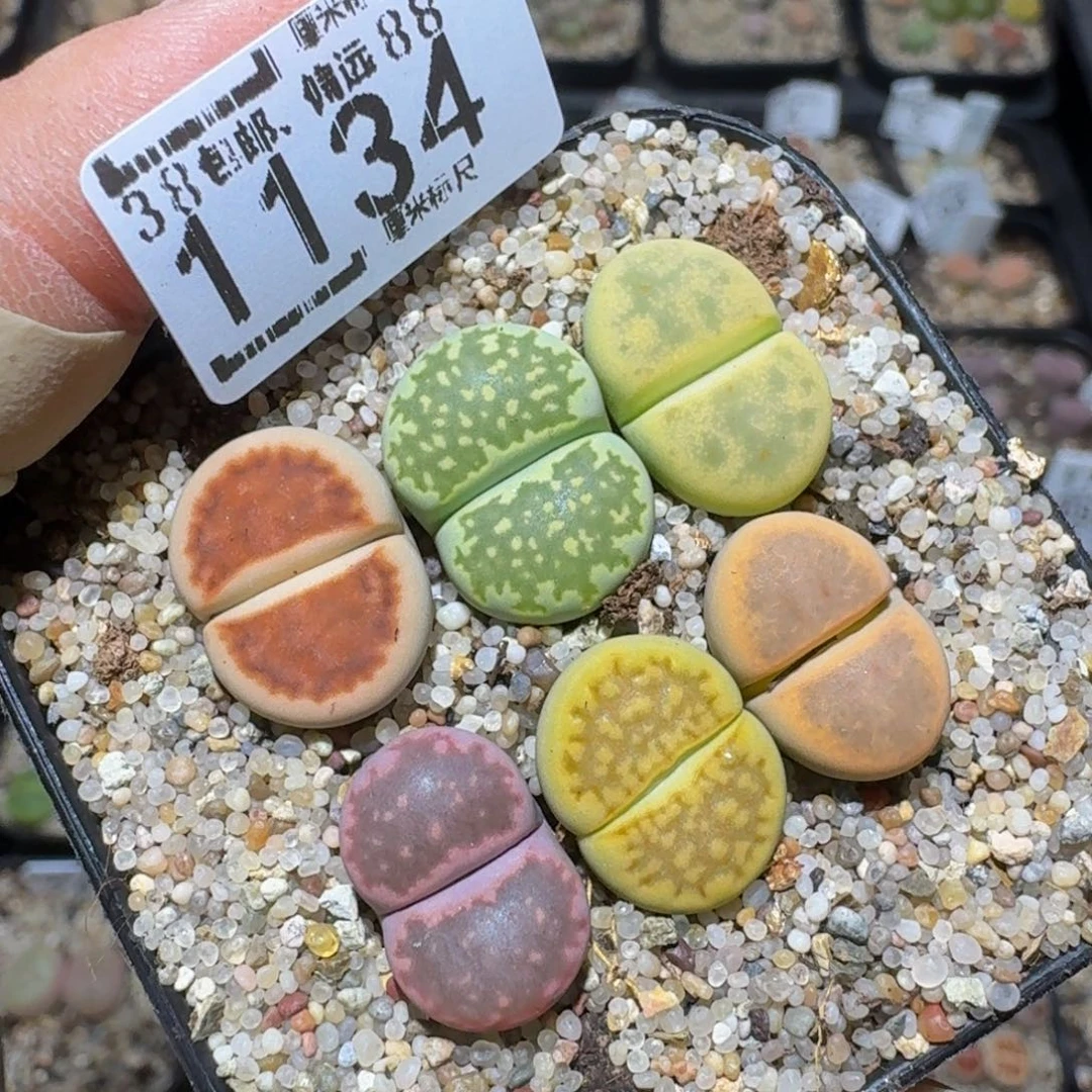 zzzz精品生石花1134
