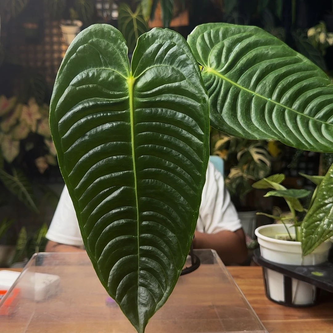 酱***酱无花朵一物一拍P154