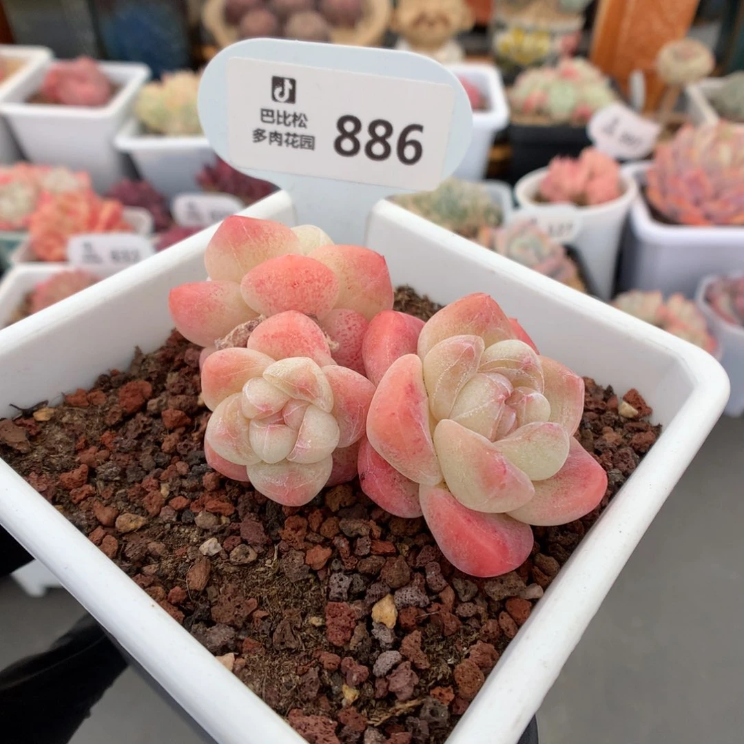 886 糖心冰玉赞赞福利拍