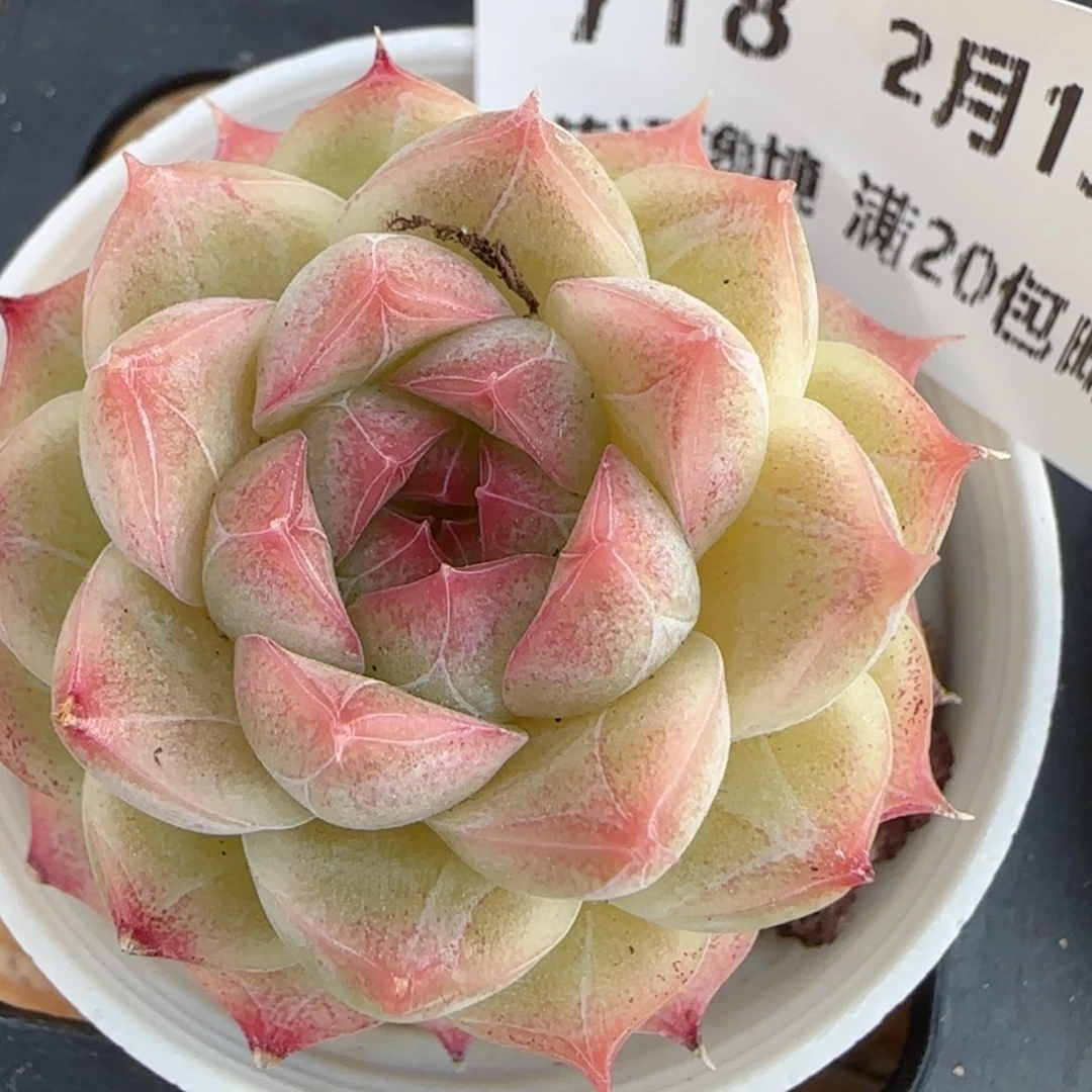 花语逸镜0213-718