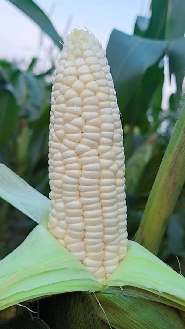 广西忻城农家自种甜糯玉米