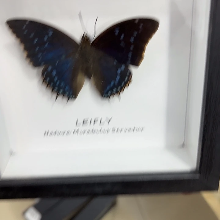 腿***腿蝴蝶标本定制404@