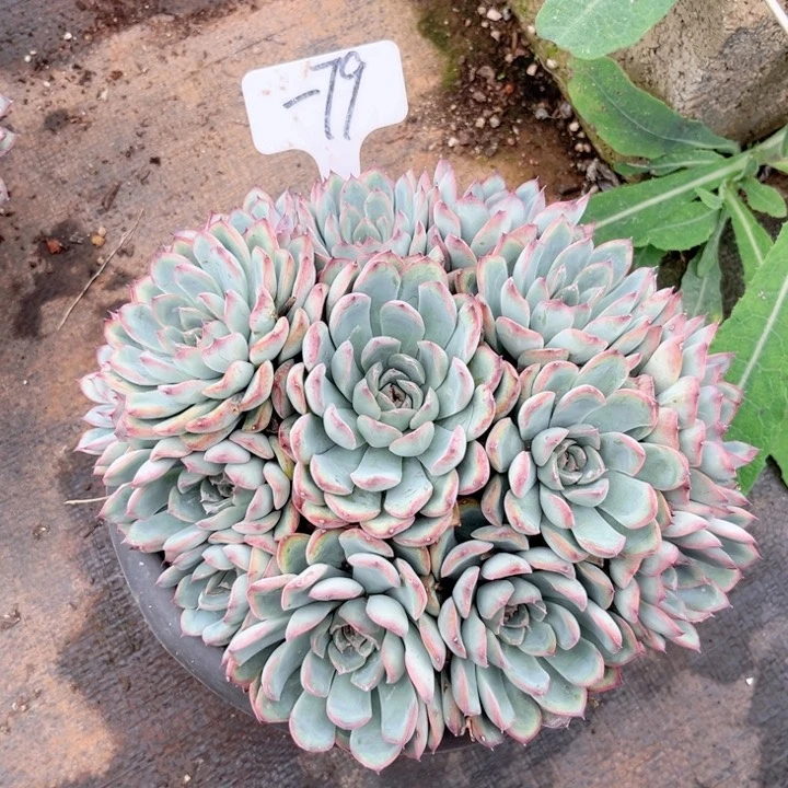 晨语多肉一物一拍一79