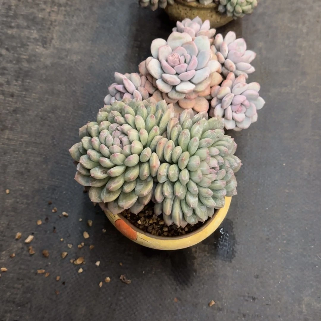 我****?多肉植物一类