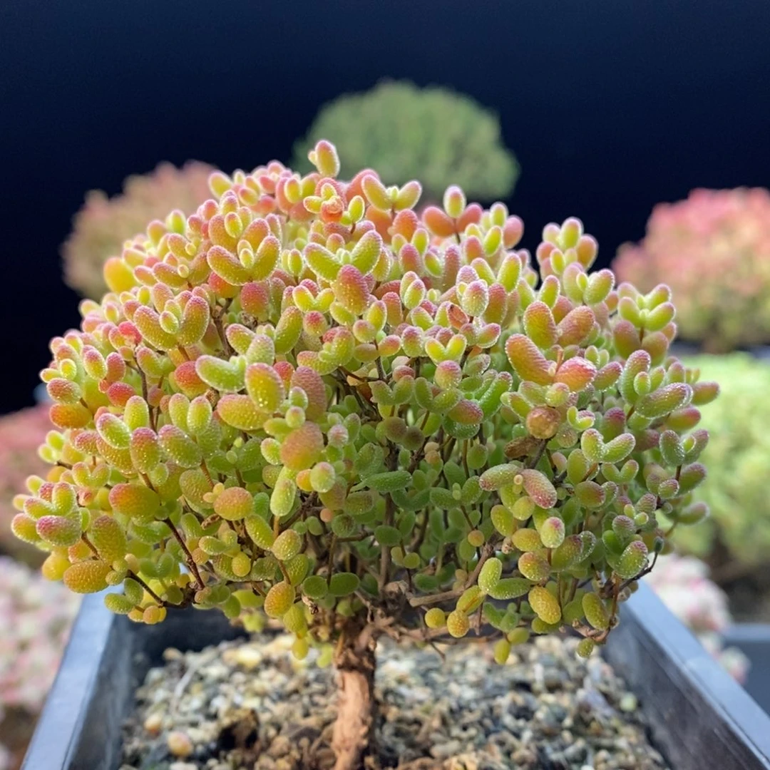 小***子422蜜橘糖球。