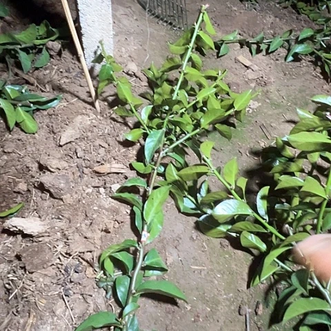 向***?050号六分枝无根叶仙枝条