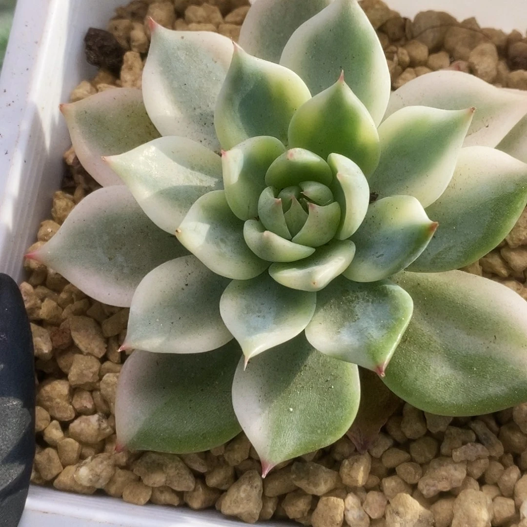 197锦锦锦锦锦锦锦锦锦