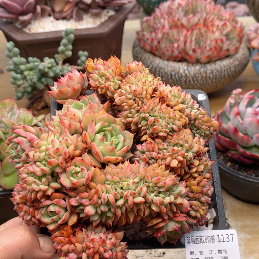 【闪购商品】1137青苹果缀