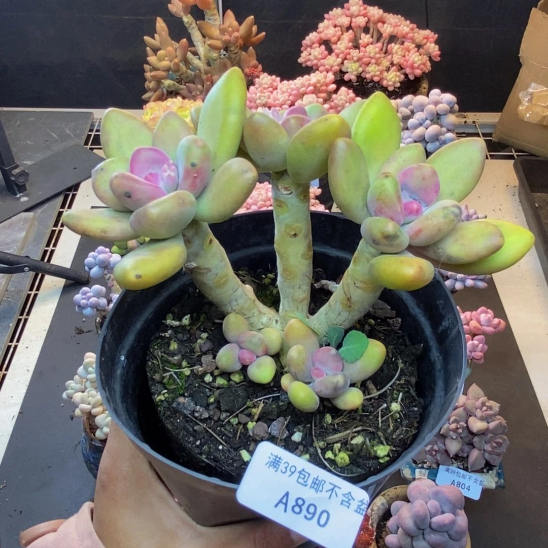 890芒果奶多肉11c m