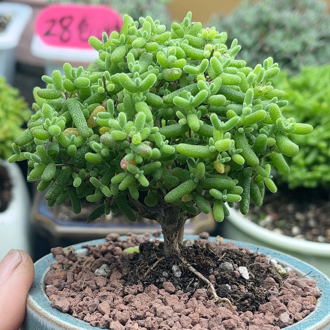 45金桔带盆优选枝干