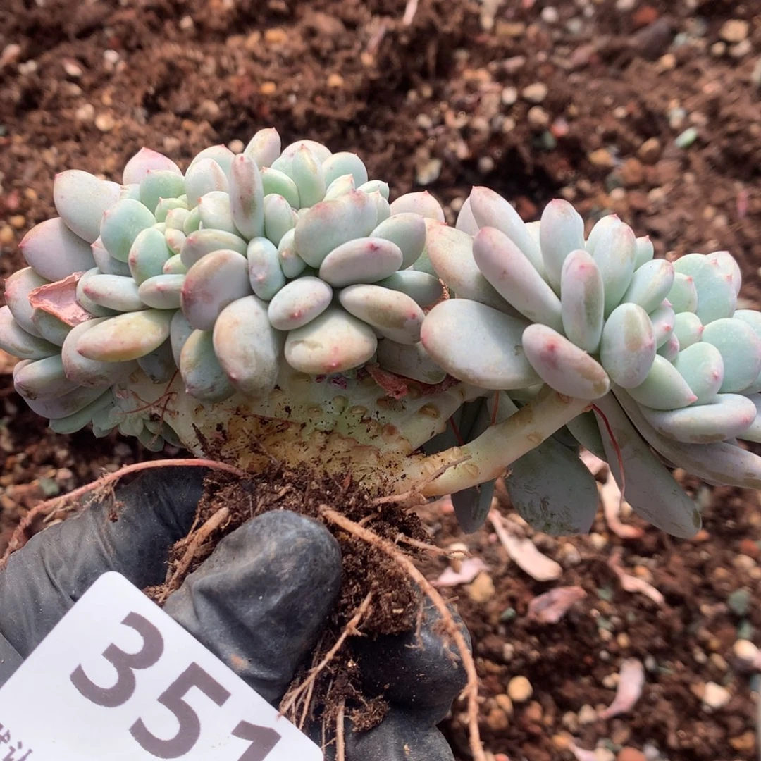 351号新疆西藏内蒙古不包邮的