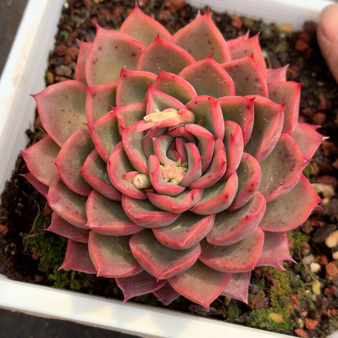 298杂交多肉老桩8冠