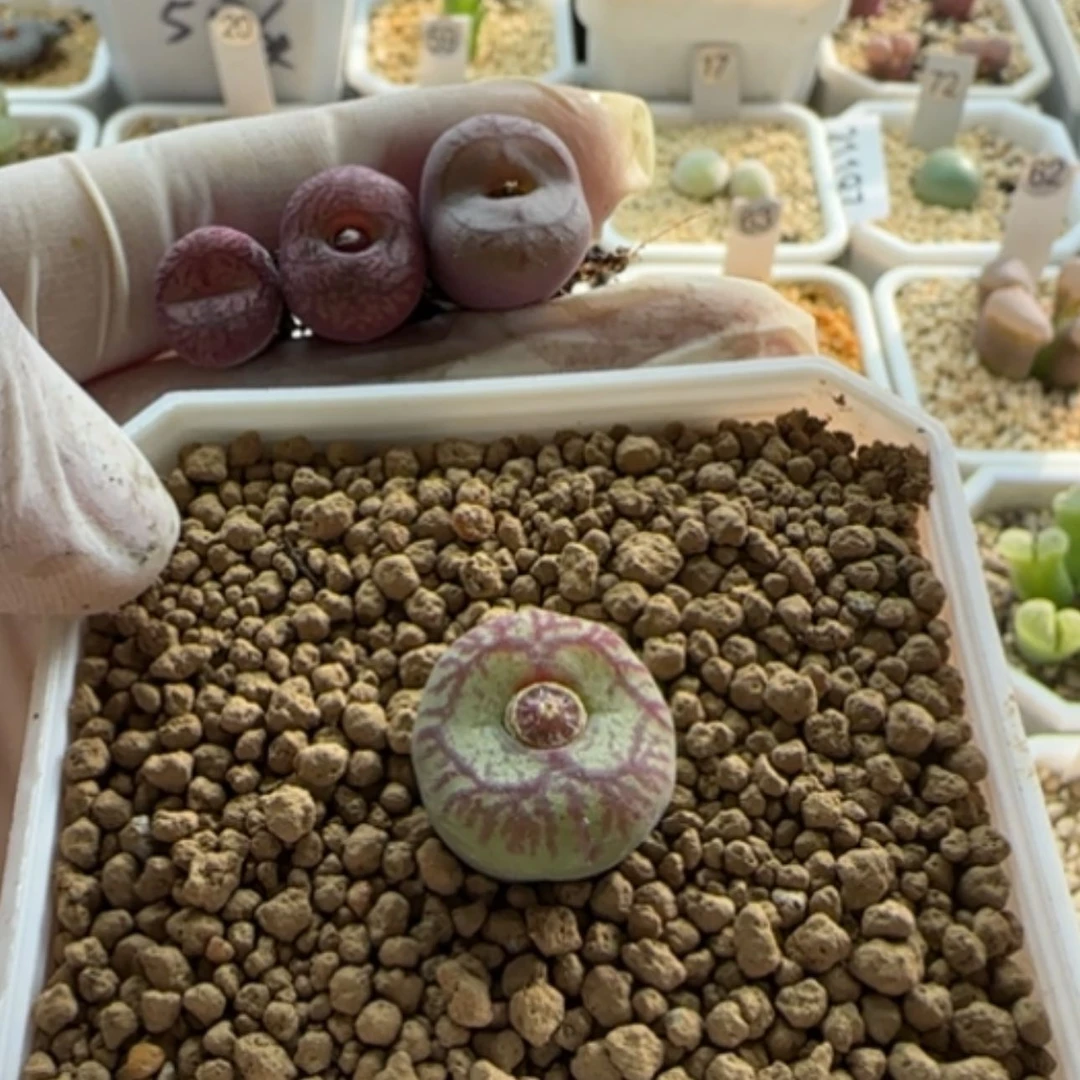 【闪购商品】兜*米21211补差换一颗（之前换4号）