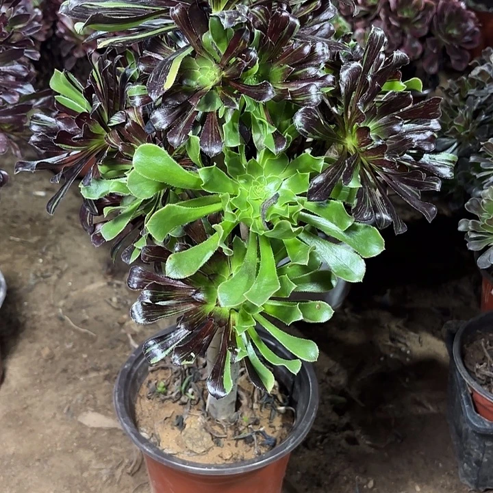 多肉植物水墨丹青51