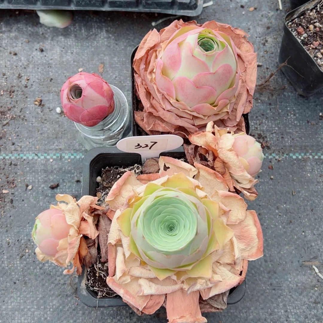 不**班327桃夭➕嘉年华➕黄帕