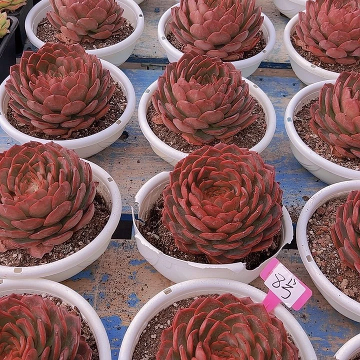 8麦单娜一个脱土多肉