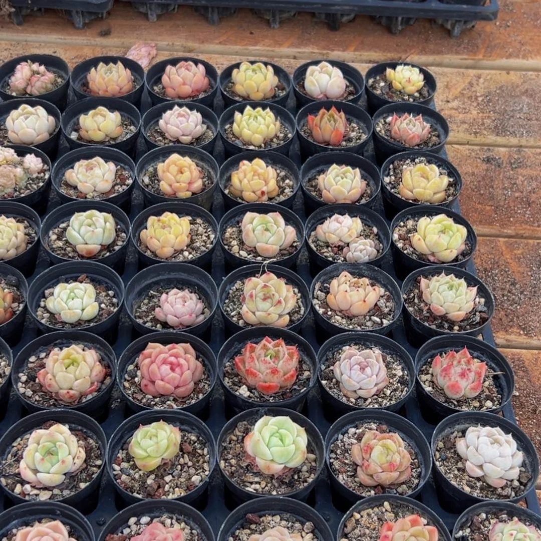 216多肉葡萄地图信息