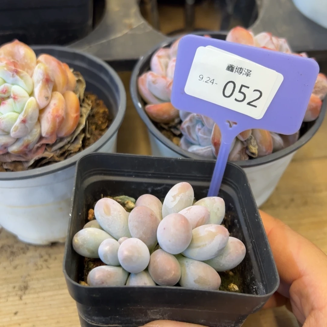 啊*定向9.24-052